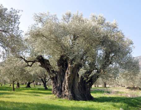 Bir zeytin ağacıyım 1650 yaşında