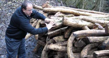 Senoz Vadisinde 400 yıllık ağaç katliamı