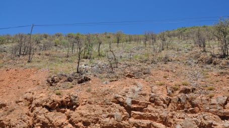 Dersim’de orman kıyımı!