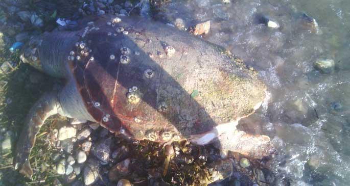 Akbük sahilinde ölü Caretta caretta bulundu