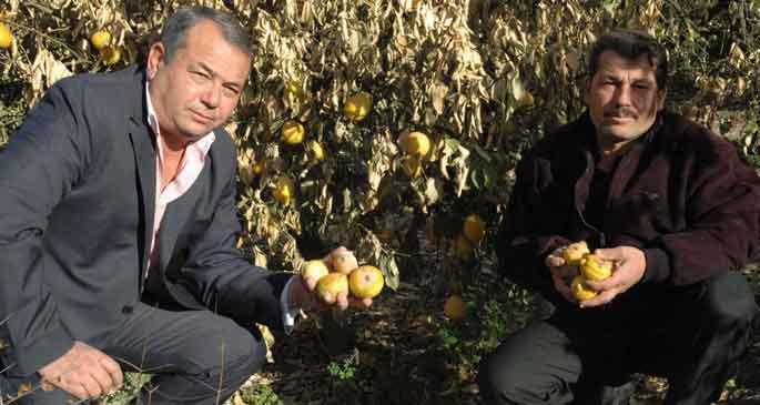 Erdemli\'de limon ve portakalda 6 milyon liralık don zararı