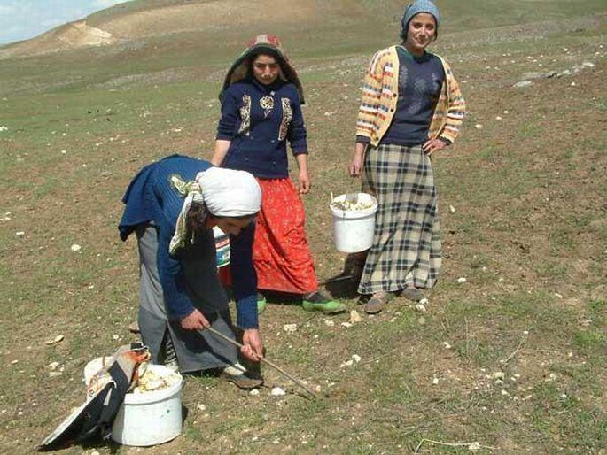 Kadın ekmeğini dağdan çıkarıyor