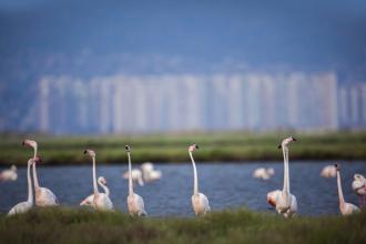 Flamingo yolu