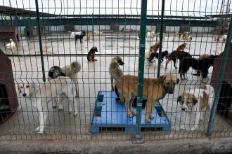 YTÜ Hayvan Hakları Kulübü: Kampüsteki köpeklerin barınağa hapsedilmesi kanuna aykırı