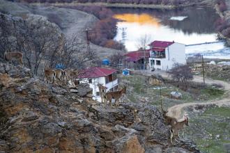 Dersim'de koruma altındaki yaban keçileri yiyecek bulmak için köye indi