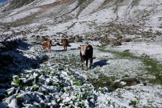 Rize'de yaylalara haziran karı düştü