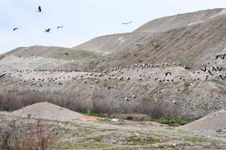 Balıkesir’de leylekler için ‘acil iniş pisti’ oluşturuldu