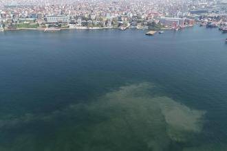 Marmara’da müsilaj üreten türlerden biri ilk kez tespit edildi