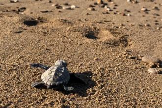 Su sıcaklığı 1 derece düştü, Belek'te Caretta caretta yuvaları yüzde 61 azaldı