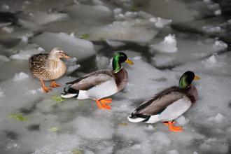 Ankara'nın simgelerinden Kuğulu Park'taki havuz buz tuttu