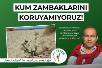 Kum zambaklarını koruyamıyoruz - Pamucak sahilindeki zambaklar yok olmak üzere | Çepeçevre Yaşam