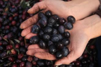 Zeytin ile zeytinyağı fiyatı ve zeytin üreticisinin sorunları | Smyrna'dan İzmir'e Kentin Gündemi