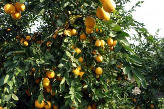 Dubai'ye ihraç edilecek limonlarda pestisit çıktı