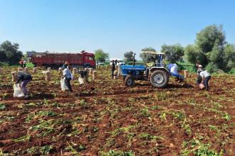 Tarımsal girdi fiyat endeksi eylülde aylık bazda yüzde 1,77 arttı