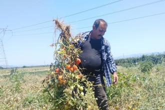 “Çiftçiler domates ekmekten vazgeçti”