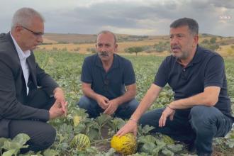 Malatya'da üreticiler zorda: Ürün tarlada kalıyor