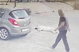 Bodrum’da bir sürücü yolda yatan köpeği ezdi