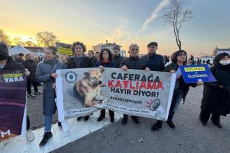 Acıbadem sakinlerinden sokak hayvanları için çağrı: “Sessiz kalmayın!”