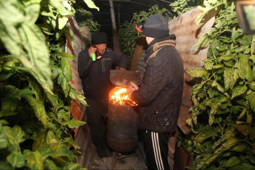 Mersin'de çiftçiler zirai dona karşı seralarda soba yaktı