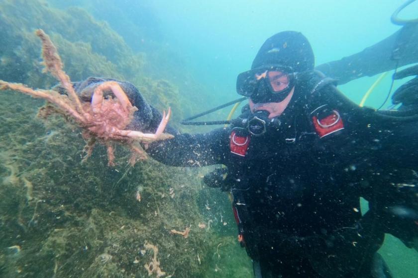 Marmara Denizi'ndeki müsilaj mercanların yaşamını tehdit ediyor