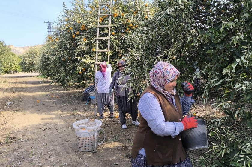 Adana'da tarım işçisi yevmiye ile geçinmeye çalışıyor