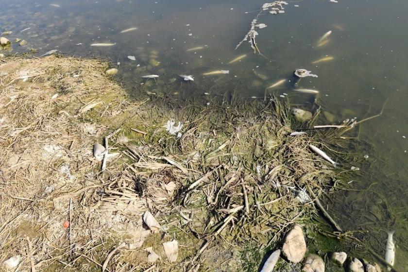 Dicle Nehri’nde toplu balık ölümleri endişe yarattı