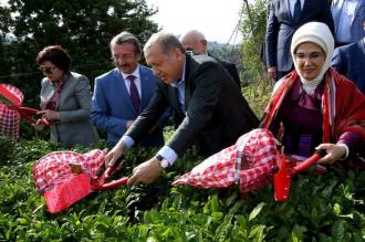 Çay yaprakları toplanırken!