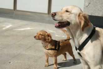 Sokak Köpekleri Bal ile Betty