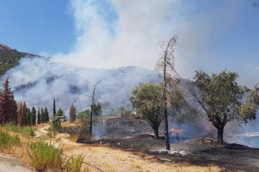 İzmir'in Selçuk ilçesinde orman yangını çıktı