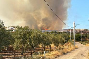 İzmir'in Foça ilçesinde yangın kontrol altına alındı