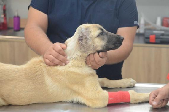 Kulakları kesilen köpek tedaviye alındı