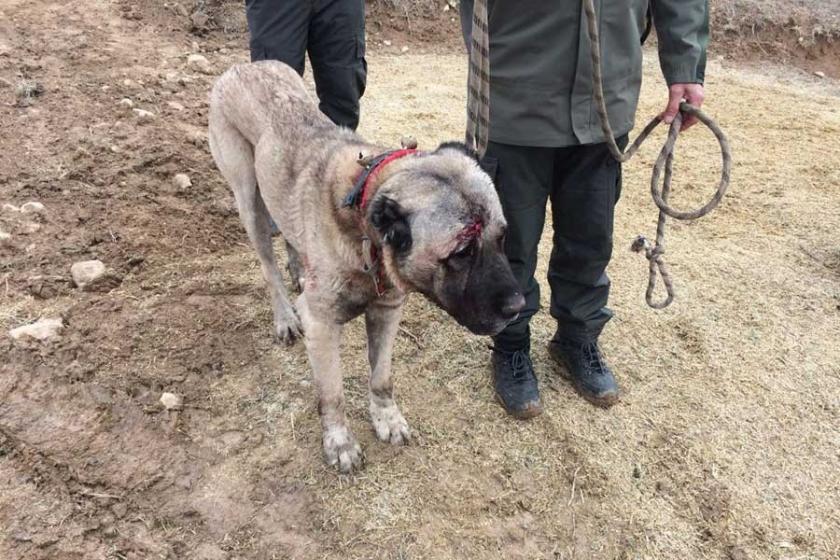 7 ilden Tokat'a gelip köpek dövüştürürken yakalandılar