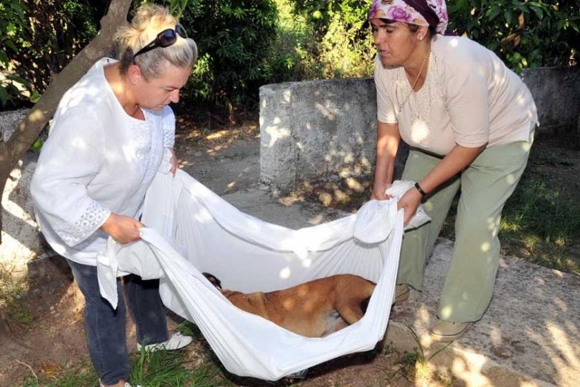 Bodrum'da 6 köpek zehirli kıyma ile öldürüldü