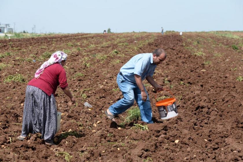 Çukurova bölgesindeki üreticilere sulama birliklerinden icra tehdidi