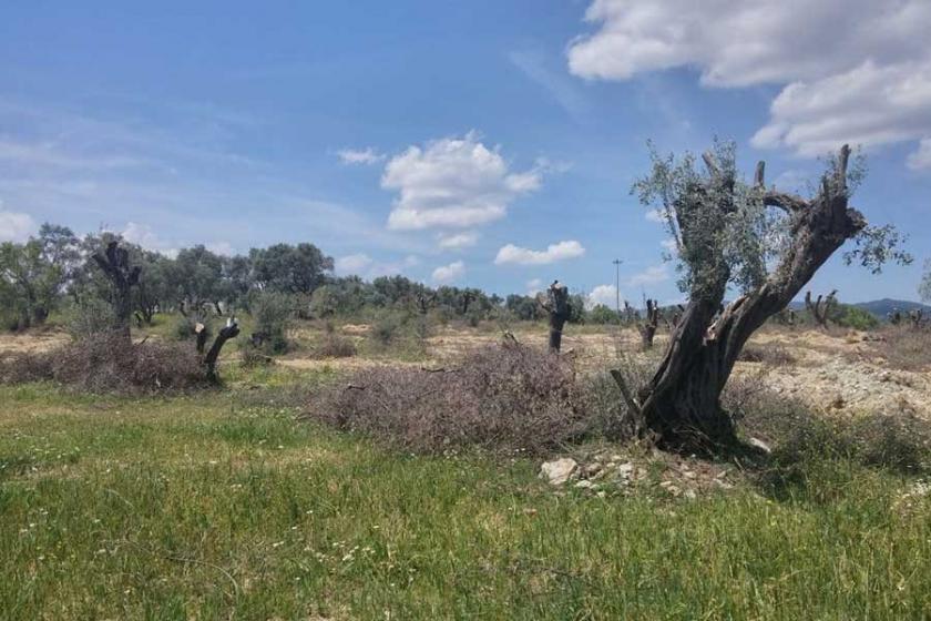 Yatağan İlçe Tarım Müdürlüğünden zeytin katliamı itirafı