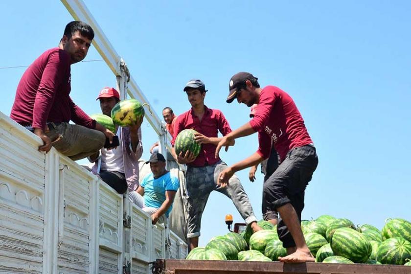 Adana'nın turfanda karpuzu piyasaya çıktı