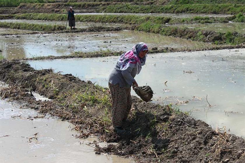 Kastamonu'da üreticilerin çeltik mesaisi başladı