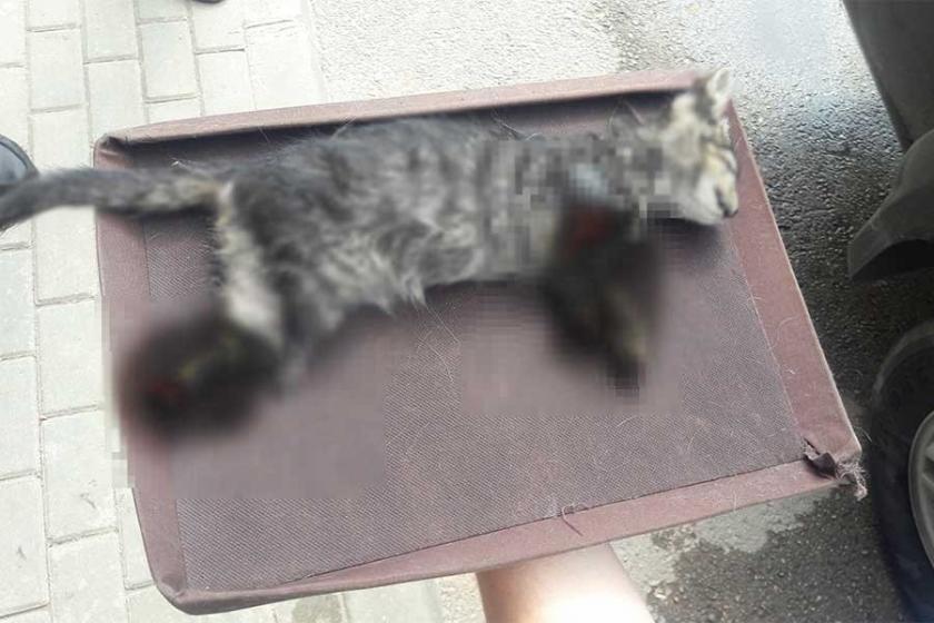 Bursa�da 4 ayağı kesilmiş yavru kedi ölü bulundu