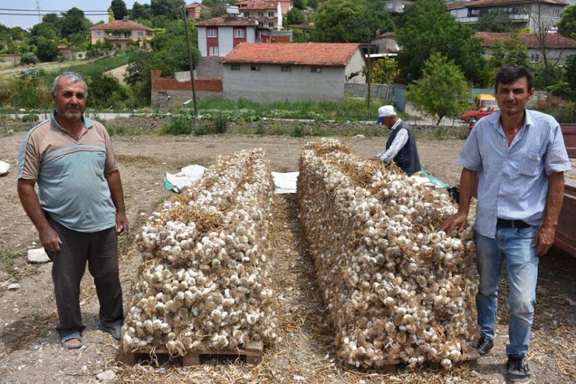 Yerli sarımsağın yerini ithal sarımsak aldı