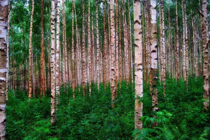 Finlandiya’da ormanları koruma mücadelesi