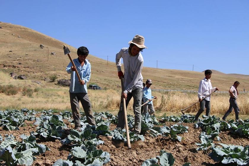 Lahana üreticisi 7 ay tarlada zararına çalışıyor