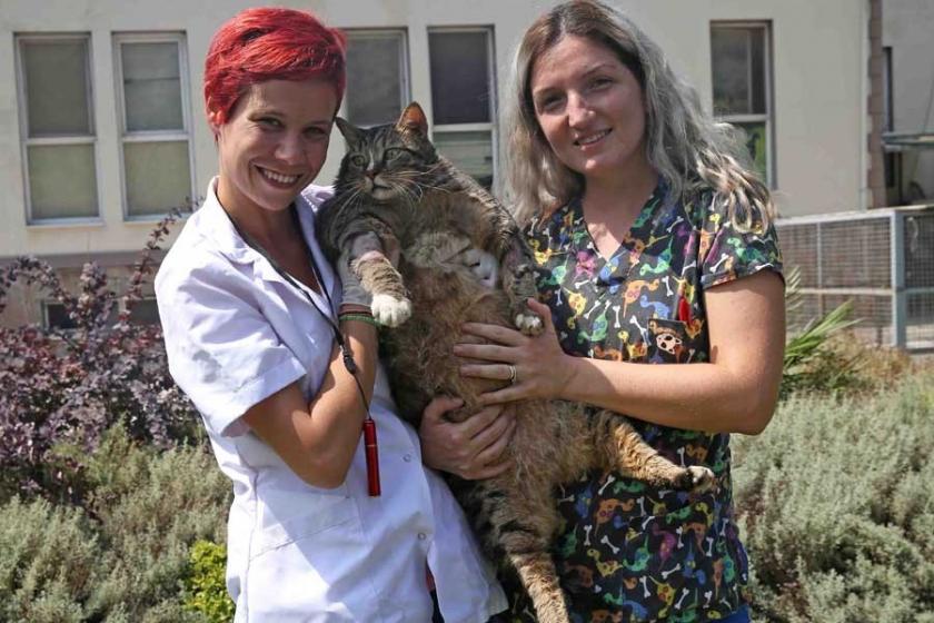 19 kilogramı aşan �Taci� isimli kedi diyete başladı