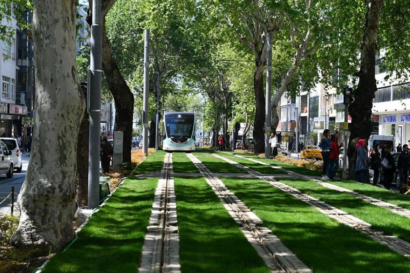 Gazi Bulvarındaki çınarlar ne olacak?