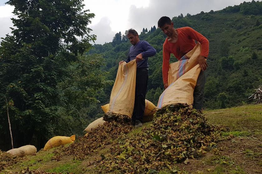 Fındık için 20 bin tarım işçisi bekleniyor