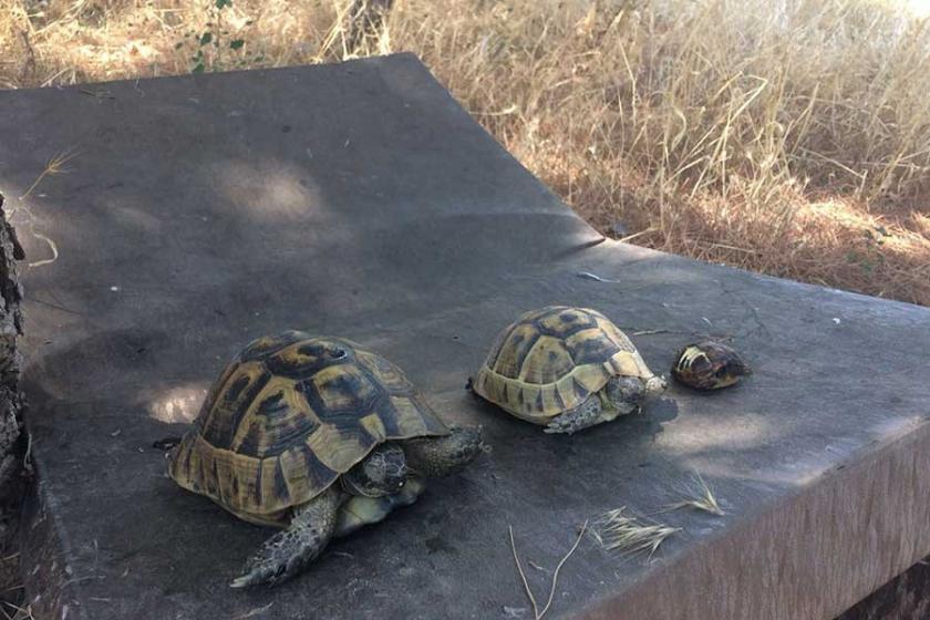 Çanakkale’deki ot yangınında kaplumbağalar öldü