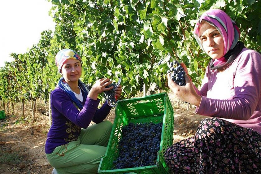 İlkbahar sıcak geçti, bağ bozumu erken başladı