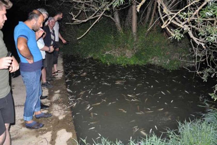 İnegöl Hasanpaşa Deresi'nde 'toplu balık ölümü'