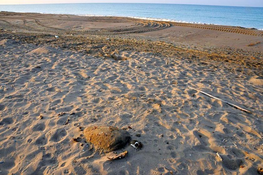 Antalya Belek sahilinde caretta caretta ölümleri