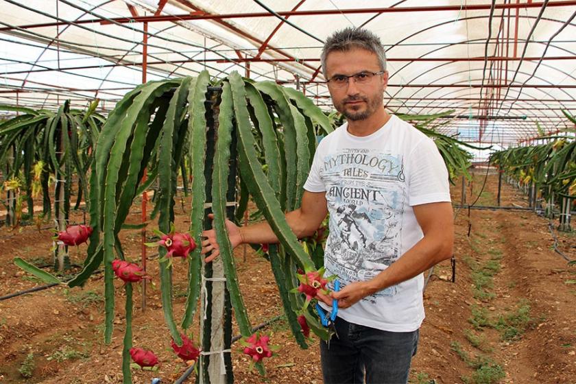 Serada üretilen ejder meyveleri 15 liraya kadar alıcı buluyor