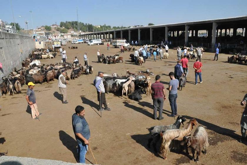 Şarbon nedir?